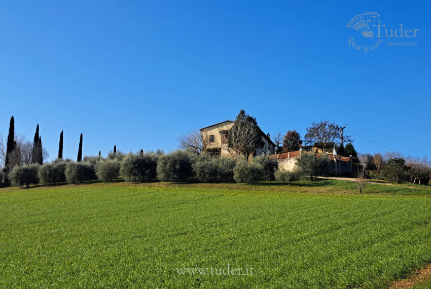 farmhouse with swimming pool, outbuilding and olive grove